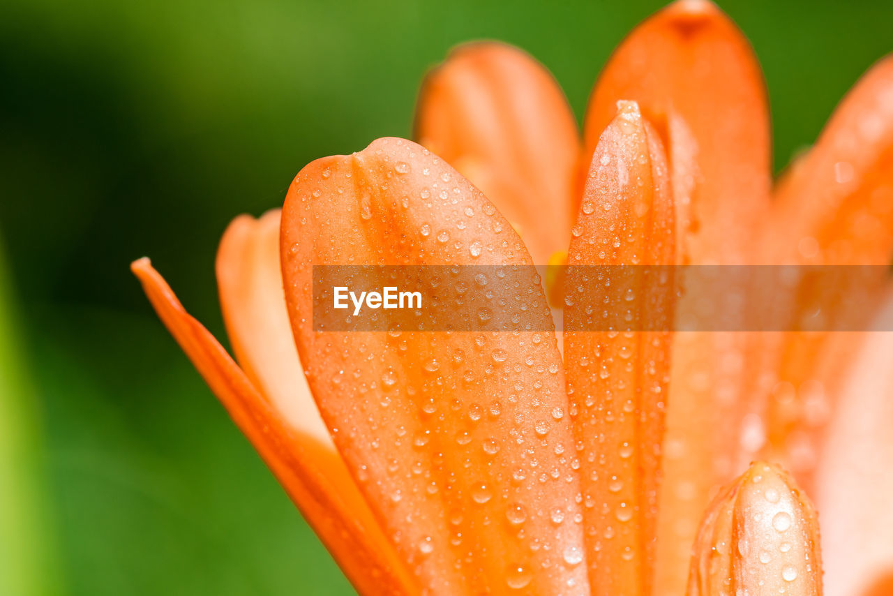 Close-up of wet orange flower