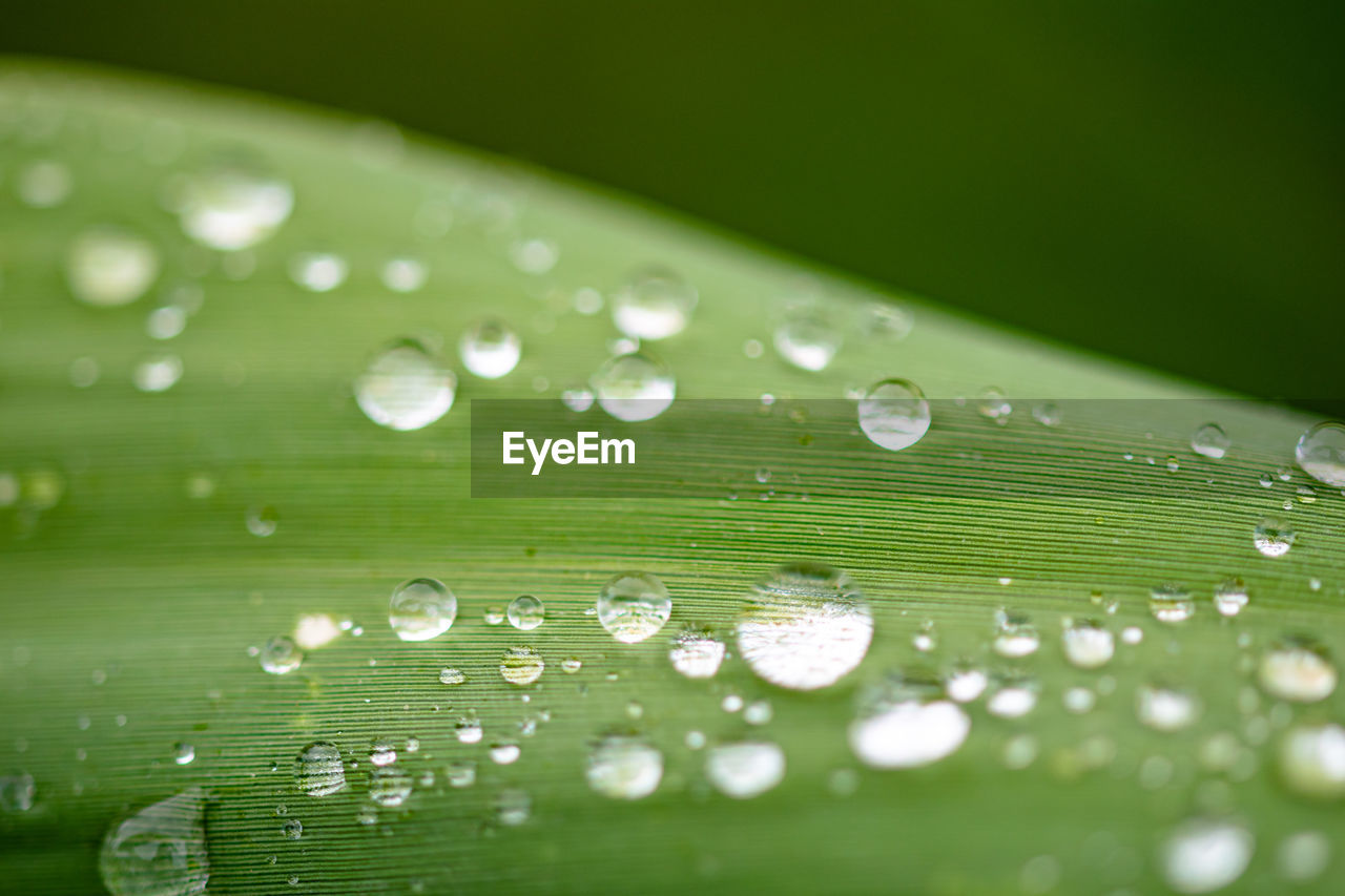 Macro image of raindrops on a leaf after a rain storm bokeh wallpaper background