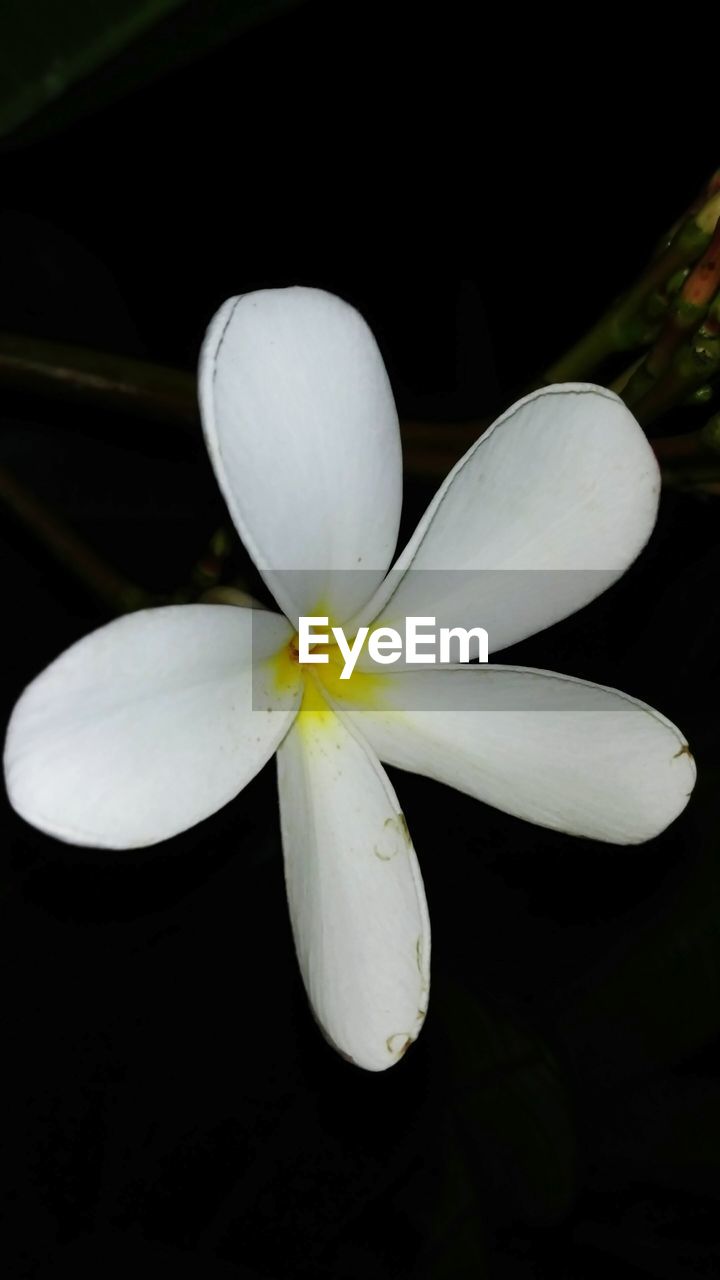 CLOSE-UP OF WHITE FLOWER IN BLACK BACKGROUND