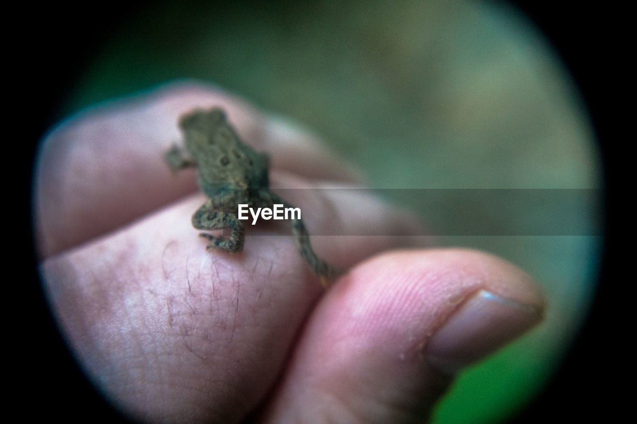 CLOSE-UP OF HUMAN HAND HOLDING LEAF AGAINST BLURRED MOTION OF PERSON