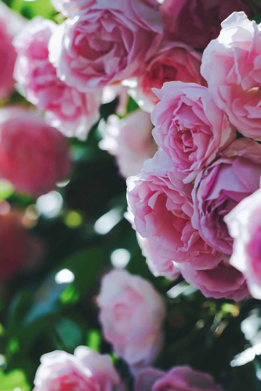 CLOSE-UP OF FRESH PINK FLOWERS