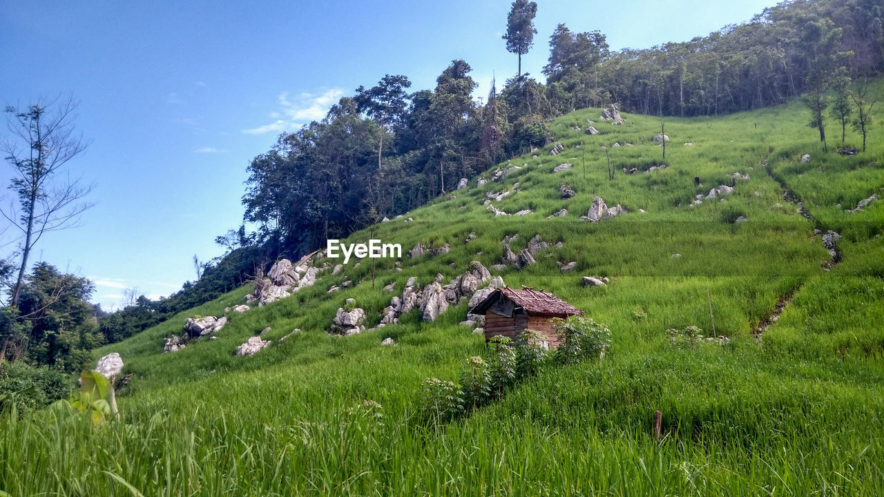 Scenic view of agricultural field against sky