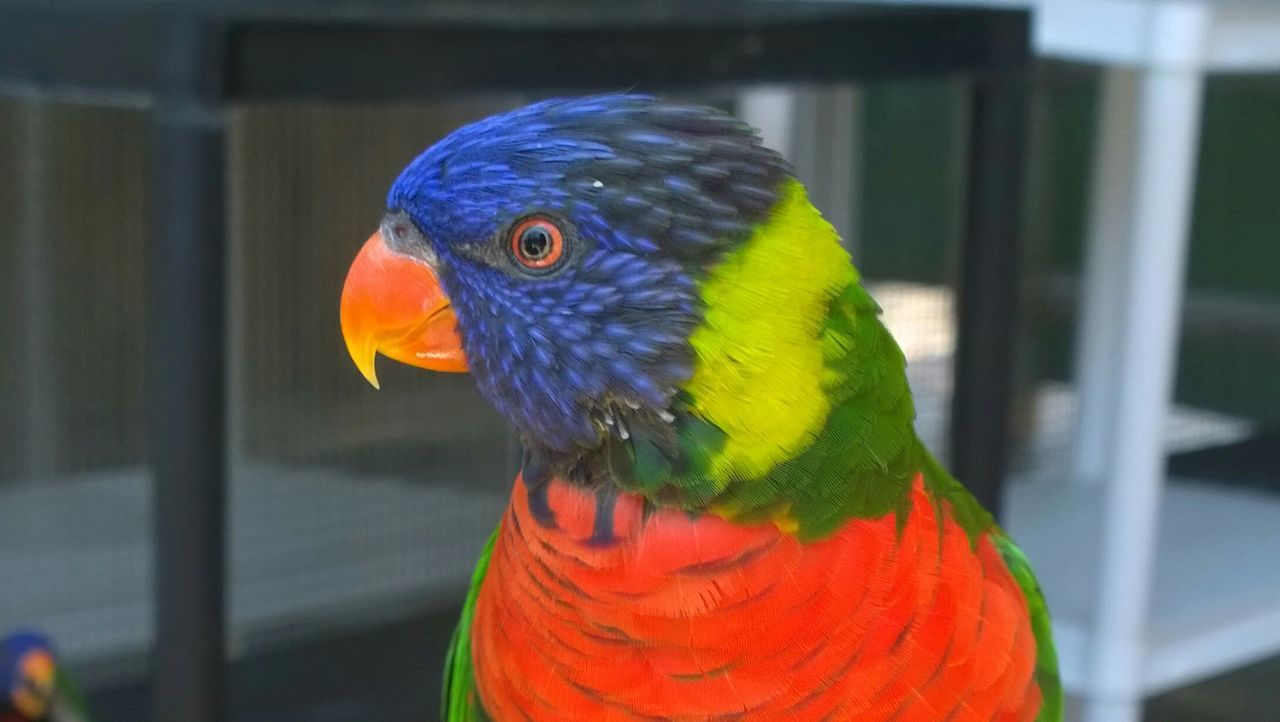 Close-up of rainbow lorikeets in cage