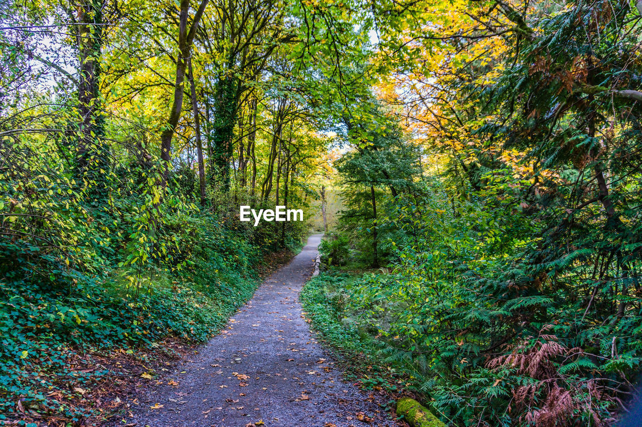 plant, tree, the way forward, woodland, leaf, beauty in nature, autumn, growth, footpath, forest, natural environment, tranquility, land, nature, green, sunlight, no people, road, tranquil scene, day, diminishing perspective, trail, scenics - nature, non-urban scene, outdoors, vanishing point, idyllic, lush foliage, foliage, environment, landscape, plant part, dirt road, transportation, grass