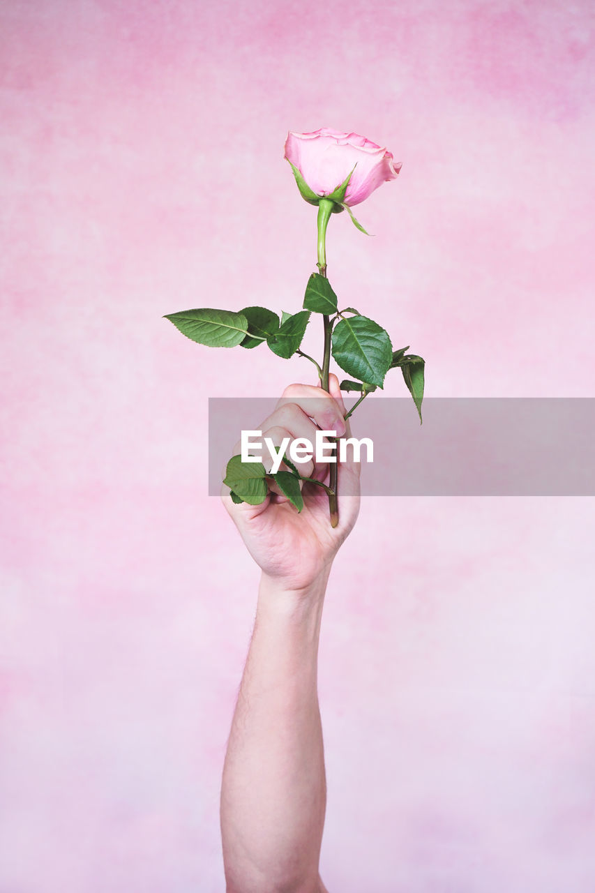 CLOSE-UP OF HAND HOLDING PINK FLOWERING PLANT AGAINST RED BACKGROUND