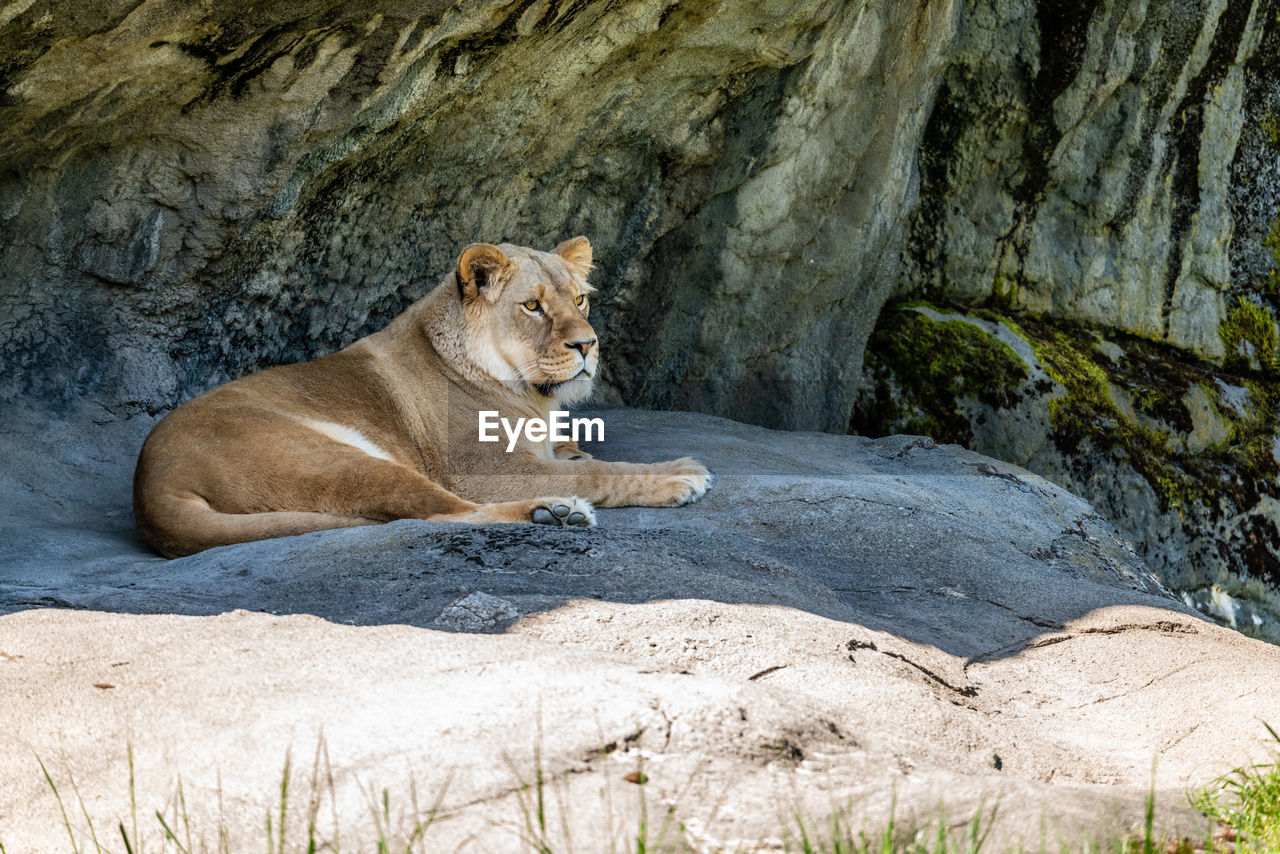 A lion rests un a rock overhang at the woodland park zoo in seattle, washington.