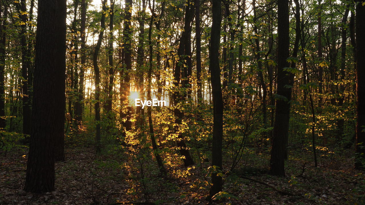 trees in forest during autumn