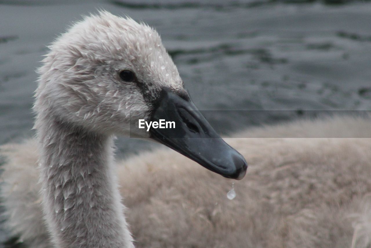 Close-up of cygnet swimming in lake