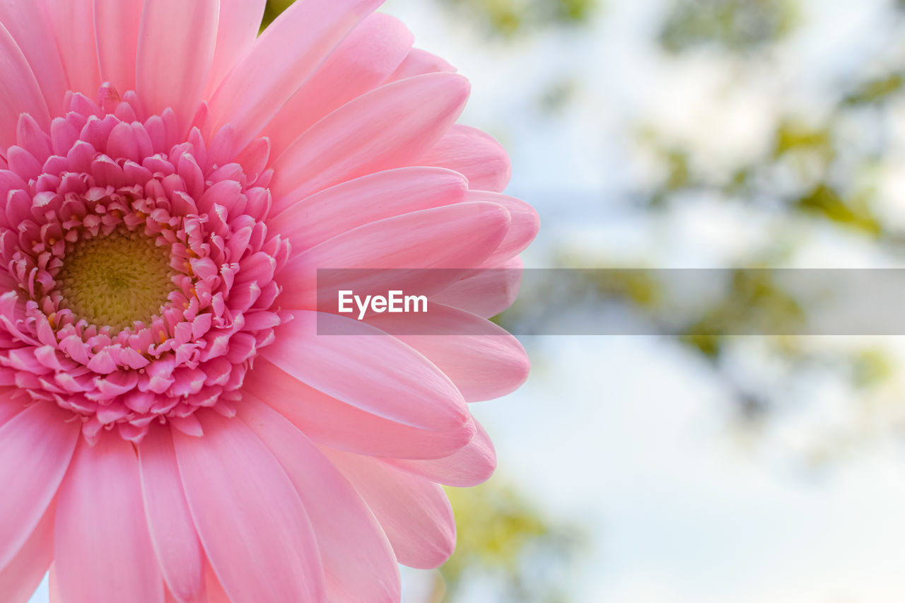 flower, flowering plant, plant, beauty in nature, freshness, pink, petal, flower head, close-up, fragility, inflorescence, nature, growth, focus on foreground, blossom, springtime, daisy, macro photography, no people, outdoors, day, pollen, gerbera daisy, plant stem