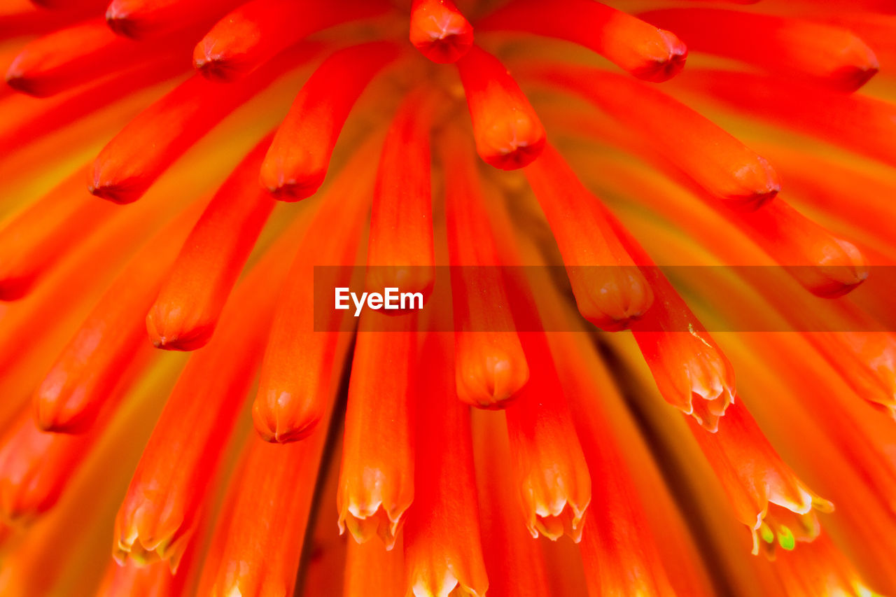 Full frame shot of wet red flower