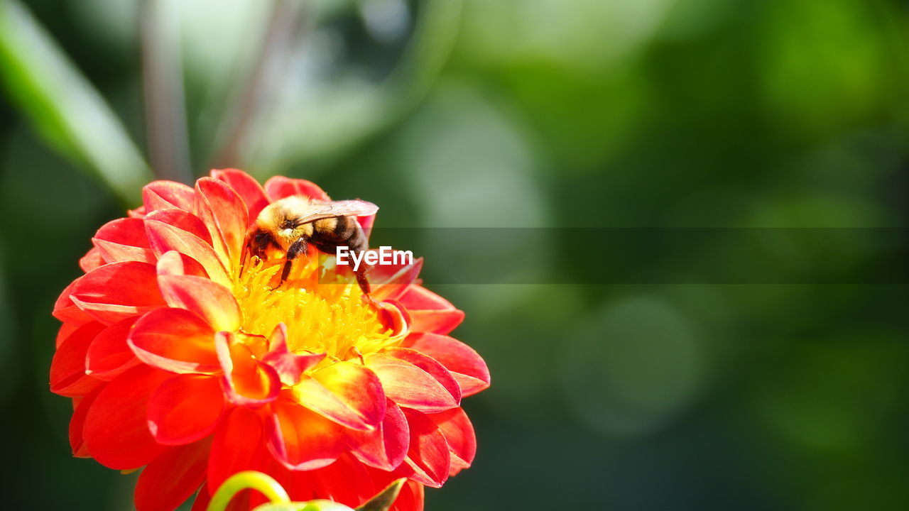 flower, flowering plant, beauty in nature, plant, animal wildlife, freshness, petal, animal themes, insect, fragility, animal, flower head, wildlife, close-up, macro photography, one animal, bee, nature, pollination, inflorescence, yellow, focus on foreground, growth, no people, red, pollen, blossom, outdoors, day, honey bee, springtime, plant stem, macro, green