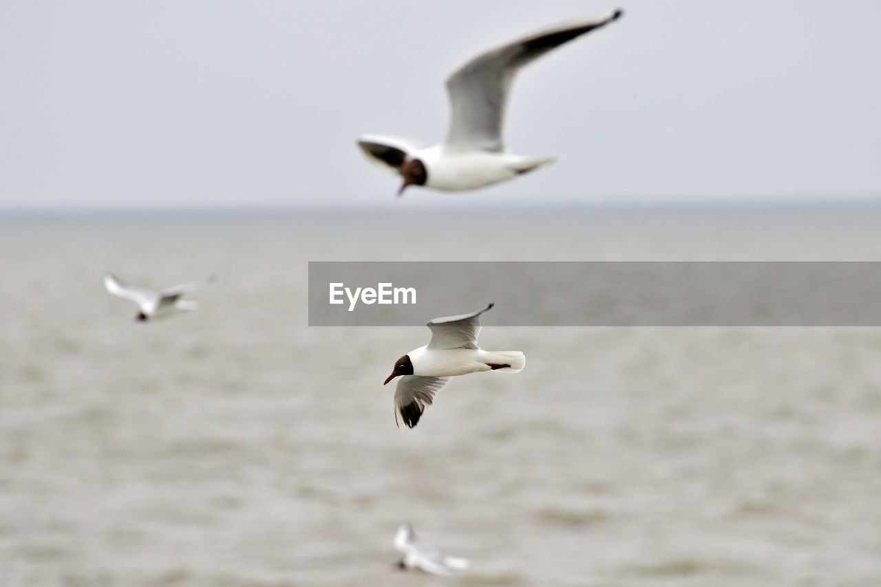 BIRDS FLYING OVER SEA