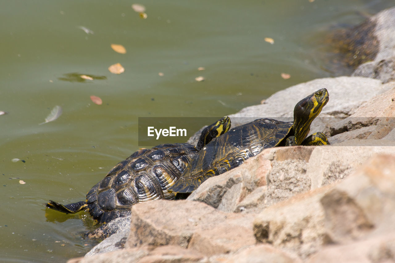 HIGH ANGLE VIEW OF TURTLE ON ROCK