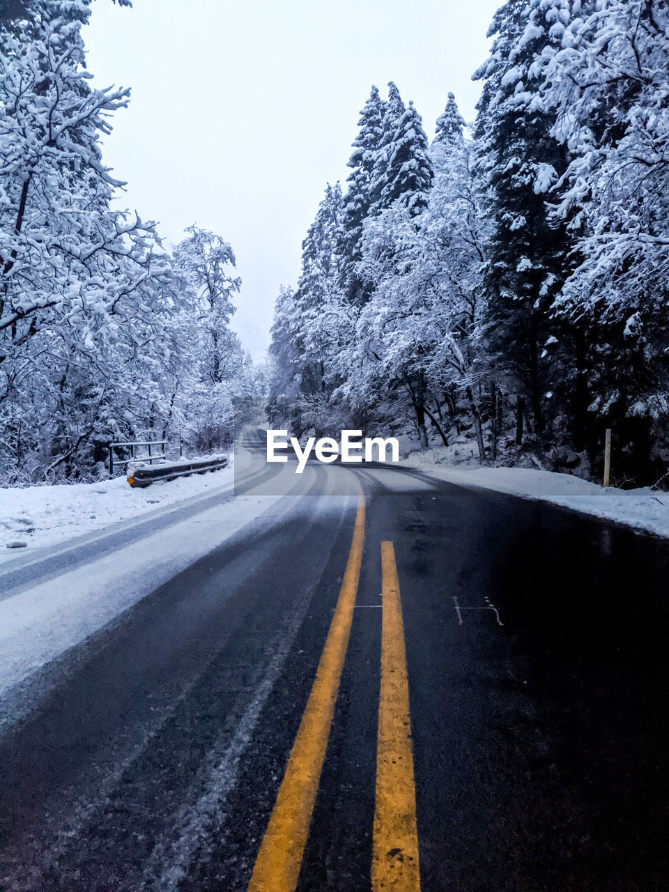 Surface level of road amidst trees during winter