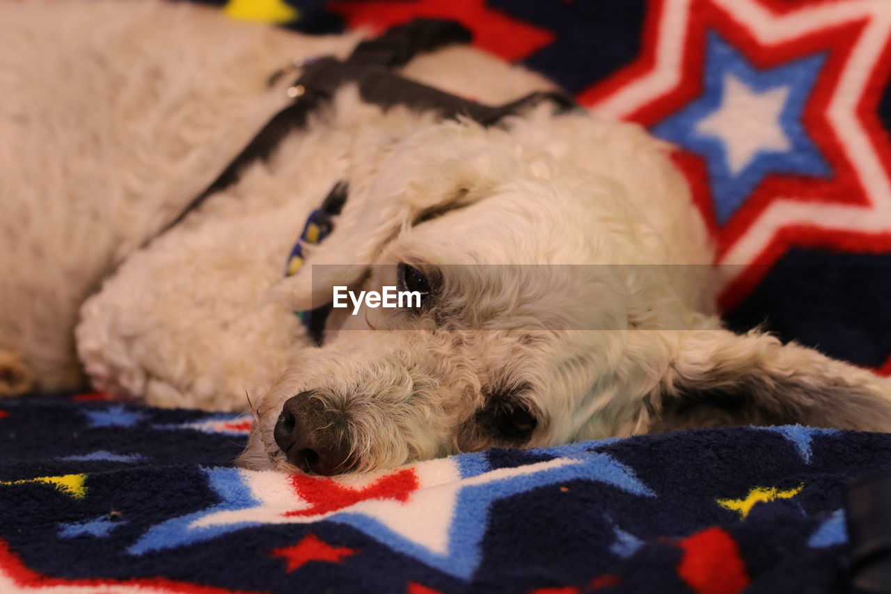 Dog relaxing on bed