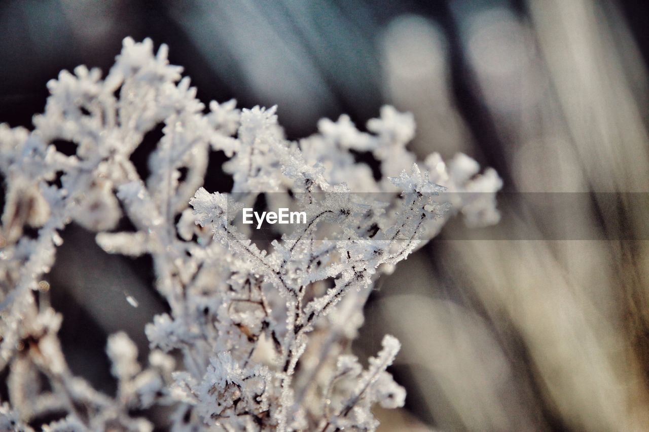 CLOSE-UP OF SNOWFLAKES ON SNOW COVERED LEAVES
