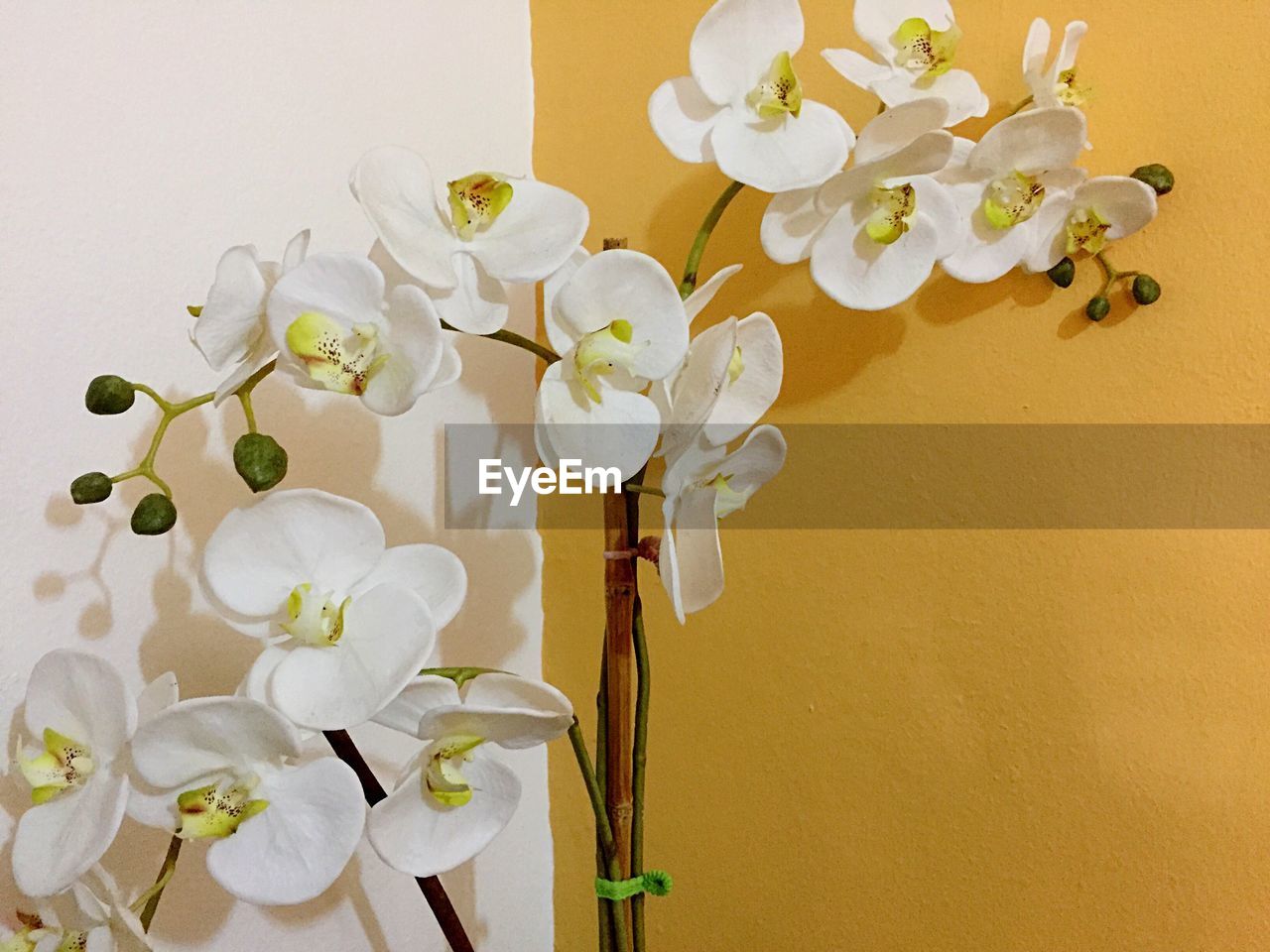 CLOSE-UP OF FLOWERS AND PLANT