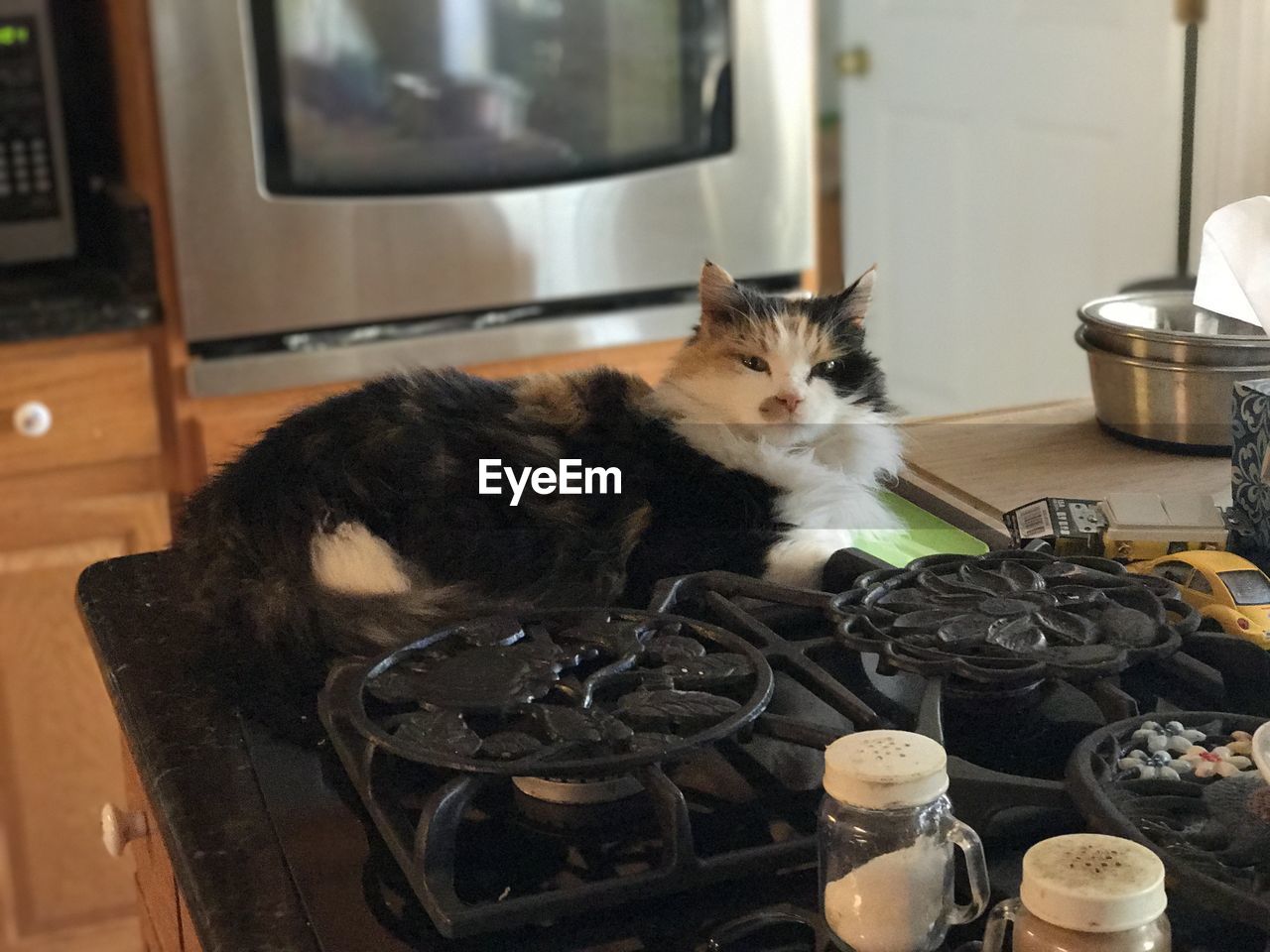 Cat resting by stove in kitchen at home