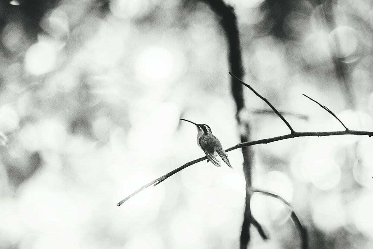 CLOSE-UP OF TWIGS