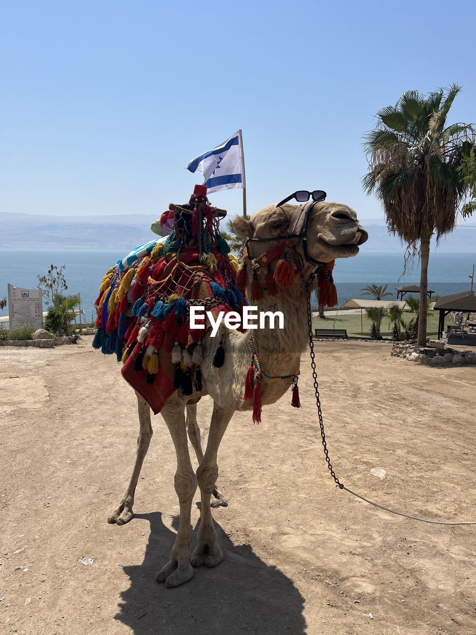 camel, arabian camel, animal themes, animal, nature, mammal, sky, land, domestic animals, working animal, sunlight, saddle, sand, travel destinations, shadow, sunny, tropical climate, day, travel, outdoors, clear sky, desert, no people, palm tree, pet, transportation, one animal