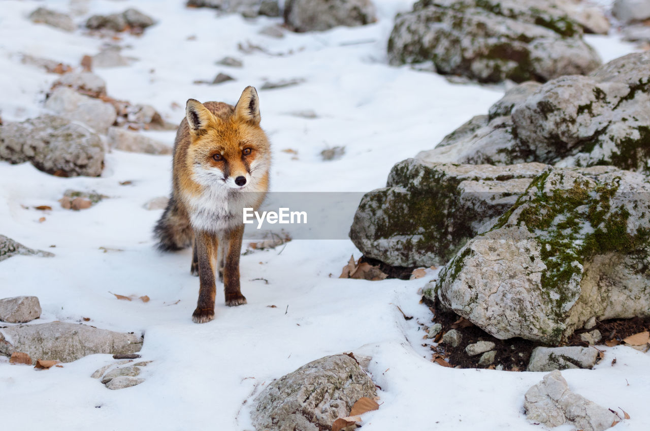 View of a fox on snow covered rock
