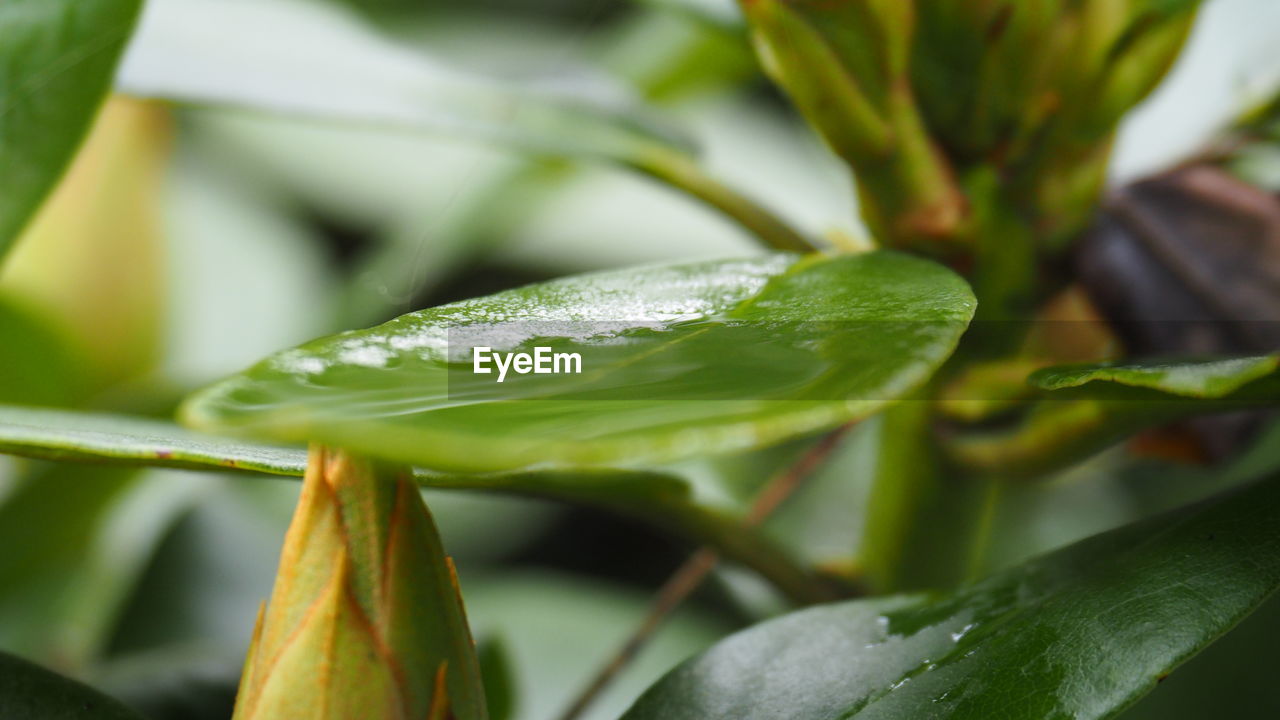 plant, leaf, plant part, green, close-up, nature, macro photography, growth, flower, water, freshness, drop, no people, beauty in nature, food, food and drink, wet, outdoors, yellow, environment, flowering plant, day, tropical climate, insect, selective focus