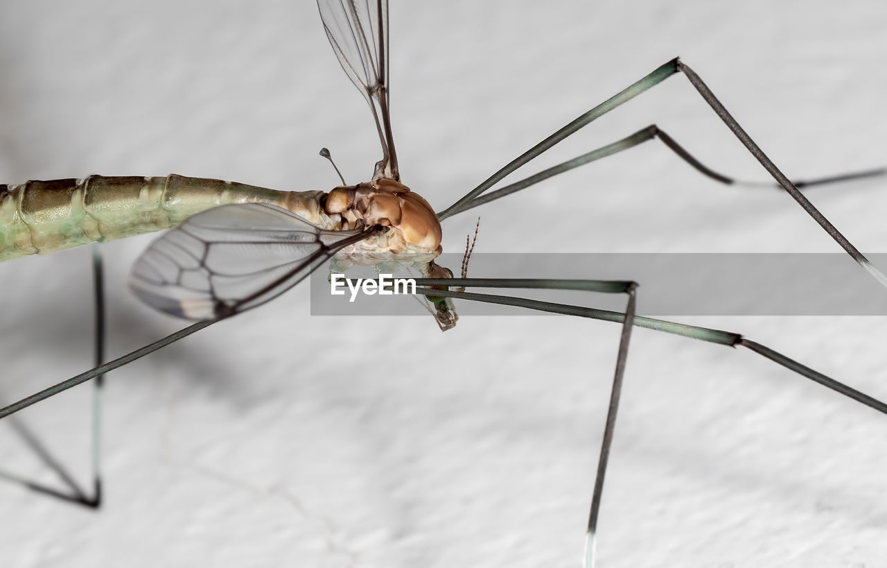 CLOSE-UP OF DRAGONFLY PERCHING