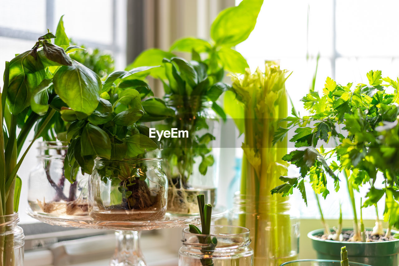 CLOSE-UP OF POTTED PLANTS IN GLASS TABLE