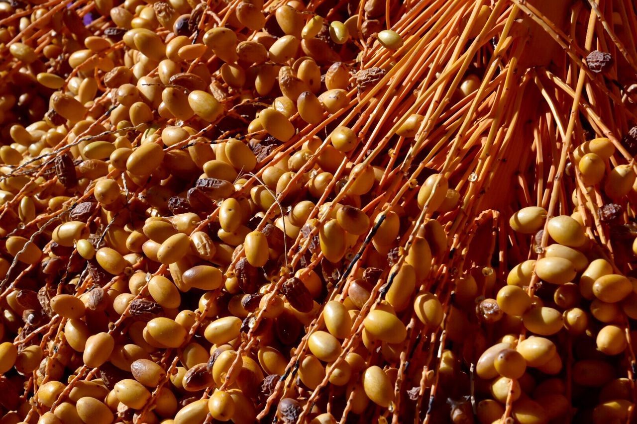 Low angle view of dates growing on tree 