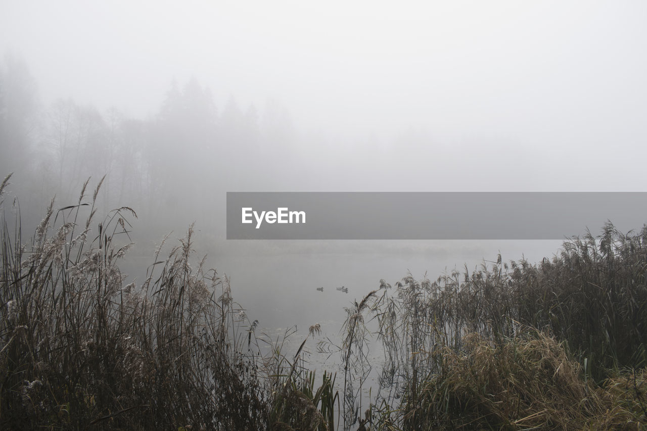 SCENIC VIEW OF FOGGY WEATHER