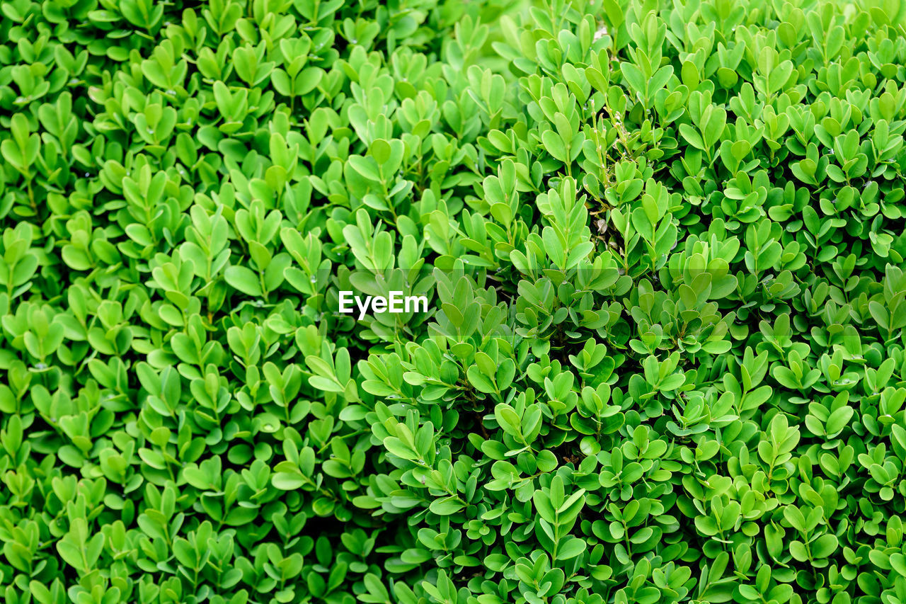 Natural background of many green leaves in shrubs that grow in a hedge or hedgerow in  spring garden
