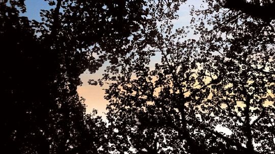 LOW ANGLE VIEW OF TREES DURING SUNSET