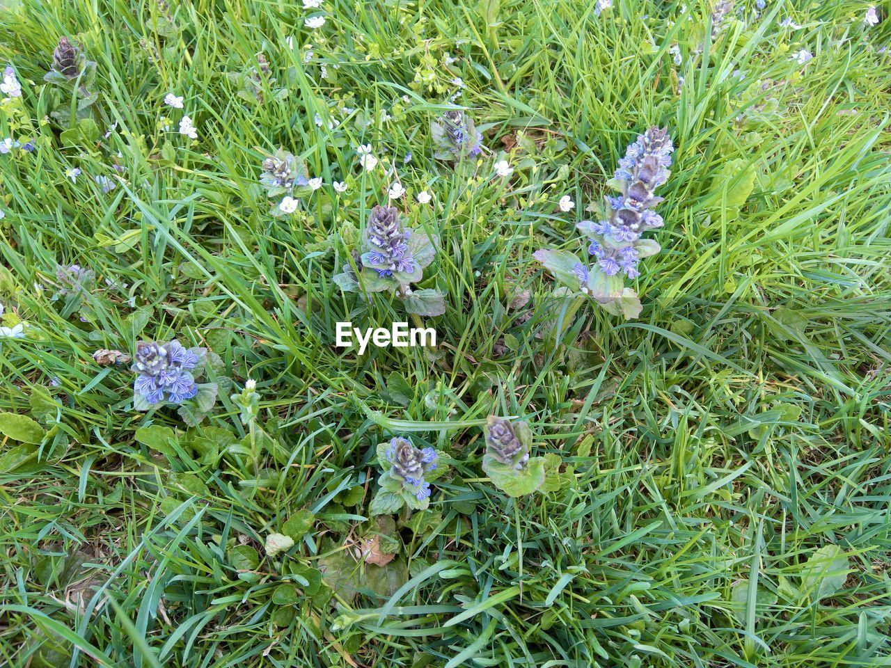 HIGH ANGLE VIEW OF PURPLE FLOWERING PLANT IN FIELD