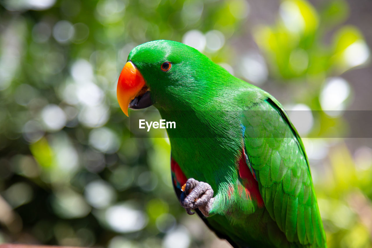 pet, bird, animal themes, green, animal, parrot, animal wildlife, beak, one animal, multi colored, parakeet, environment, nature, wildlife, social issues, tree, feather, rainforest, forest, tropical climate, environmental conservation, tropical bird, perching, vibrant color, tropical rainforest, branch, outdoors, lovebird, animal body part, no people, land, close-up, plant, focus on foreground, full length, beauty in nature