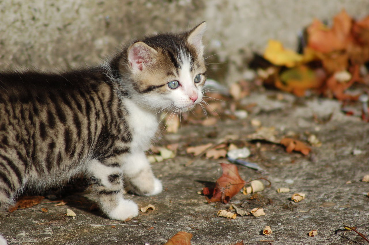 Close-up of kitten by wall