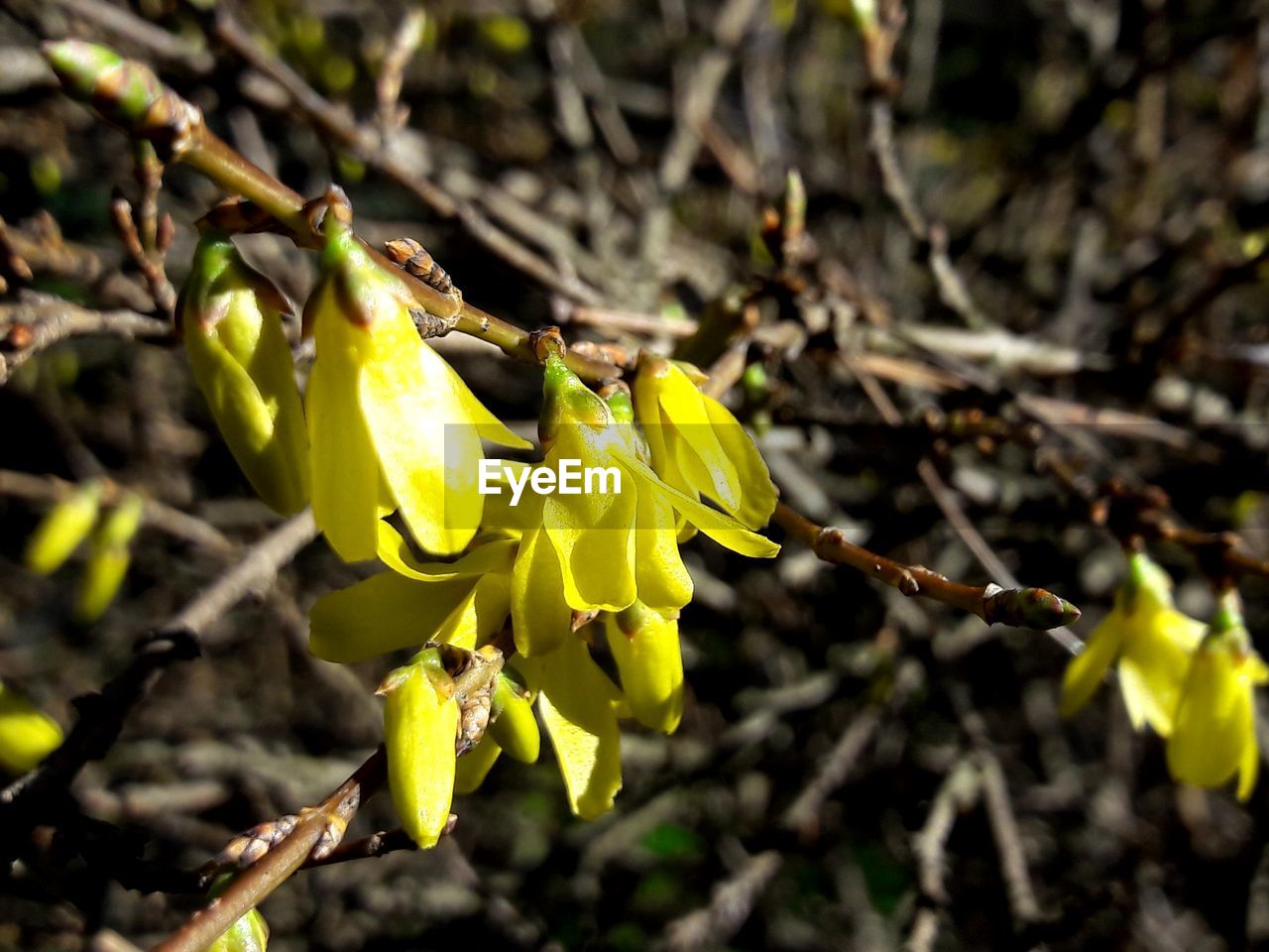 CLOSE-UP OF FRESH YELLOW FLOWER PLANT
