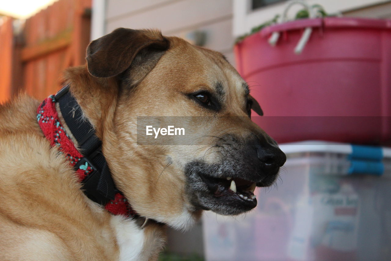 CLOSE-UP OF DOG WITH MOUTH