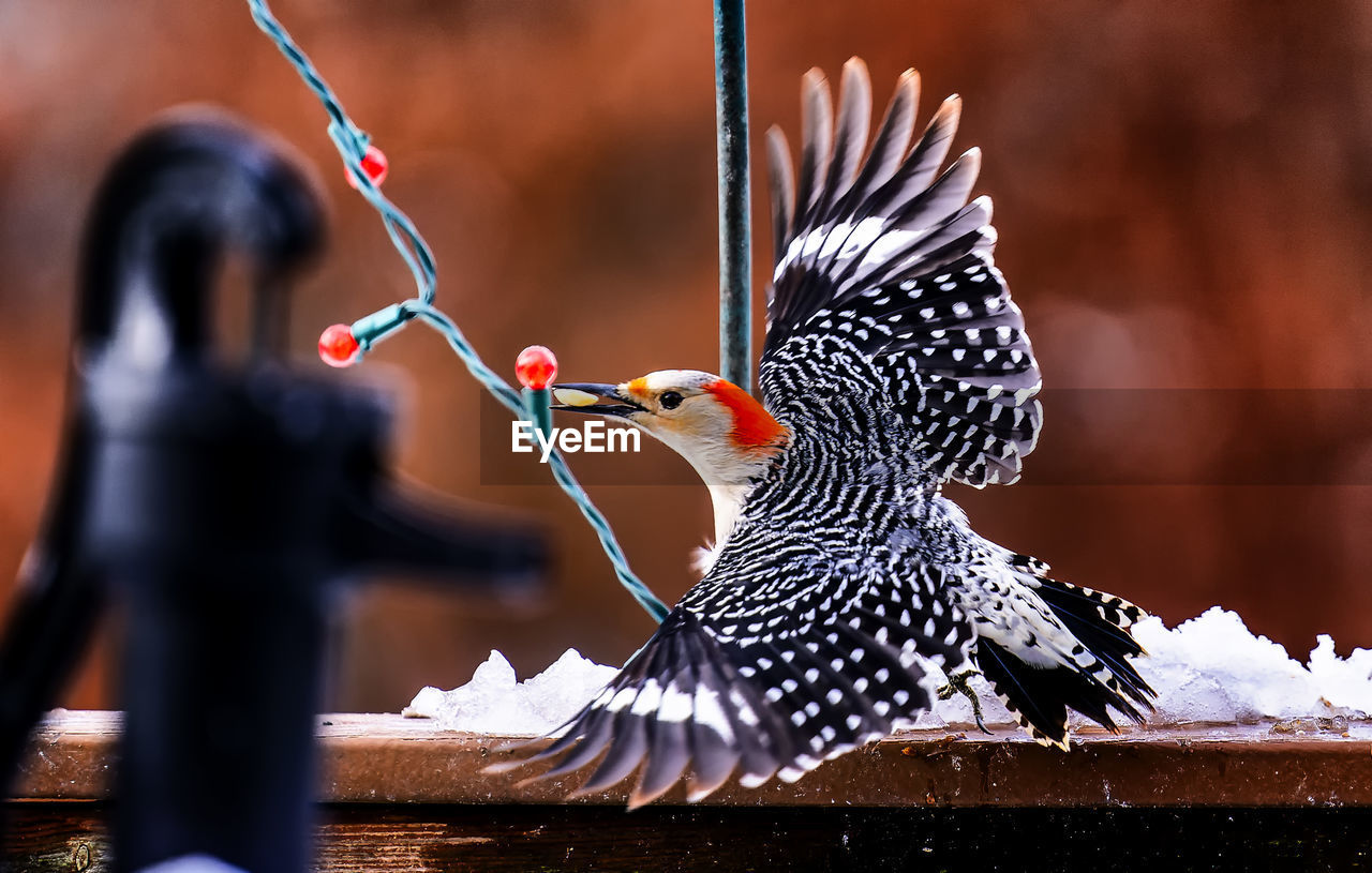 Woodpecker finds a supply of peanuts in the snow and flies off