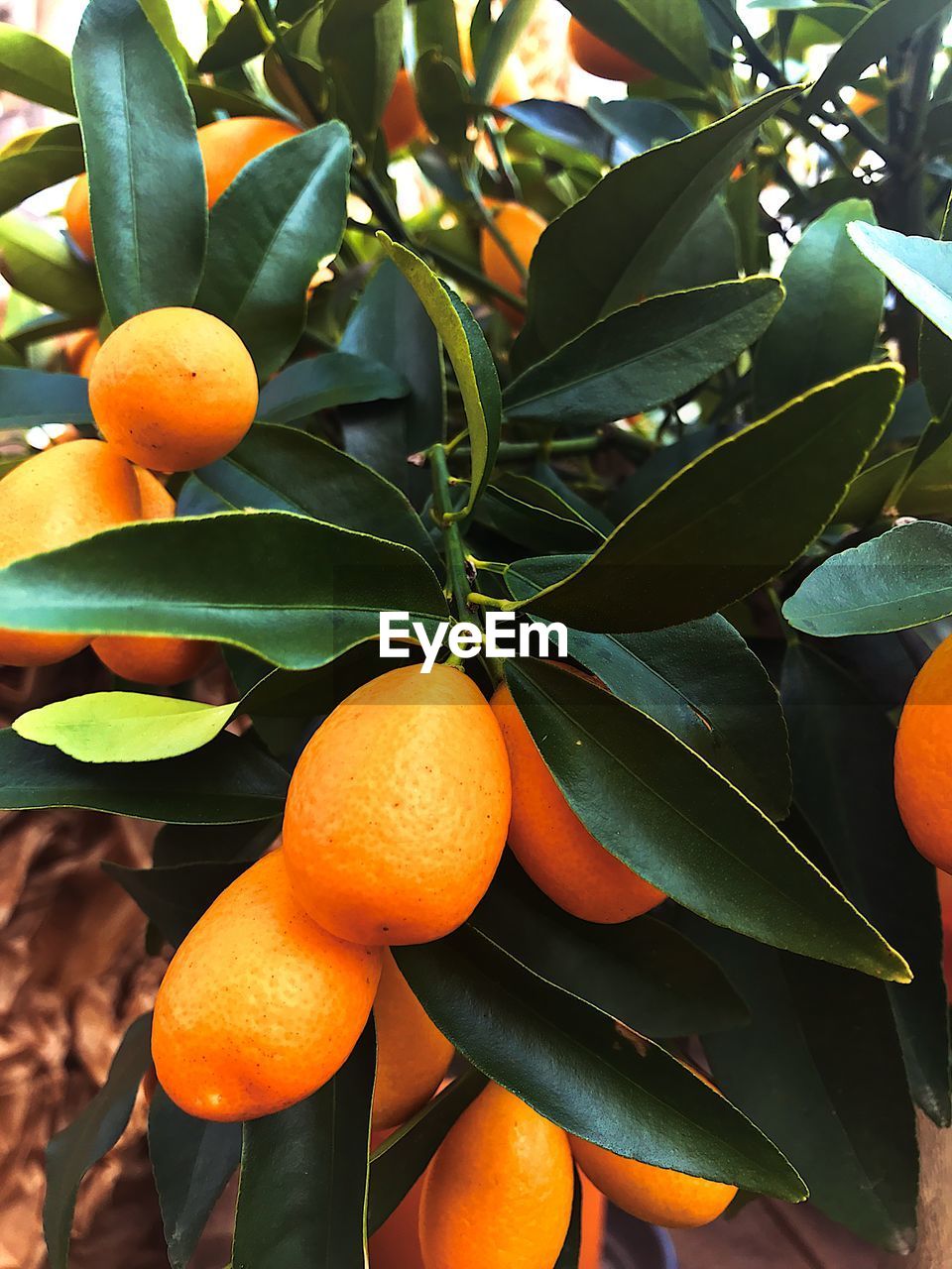 Close-up of orange fruit growing on tree