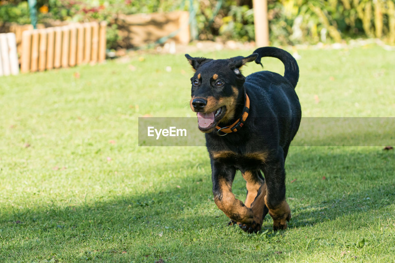 BLACK DOG LYING ON FIELD