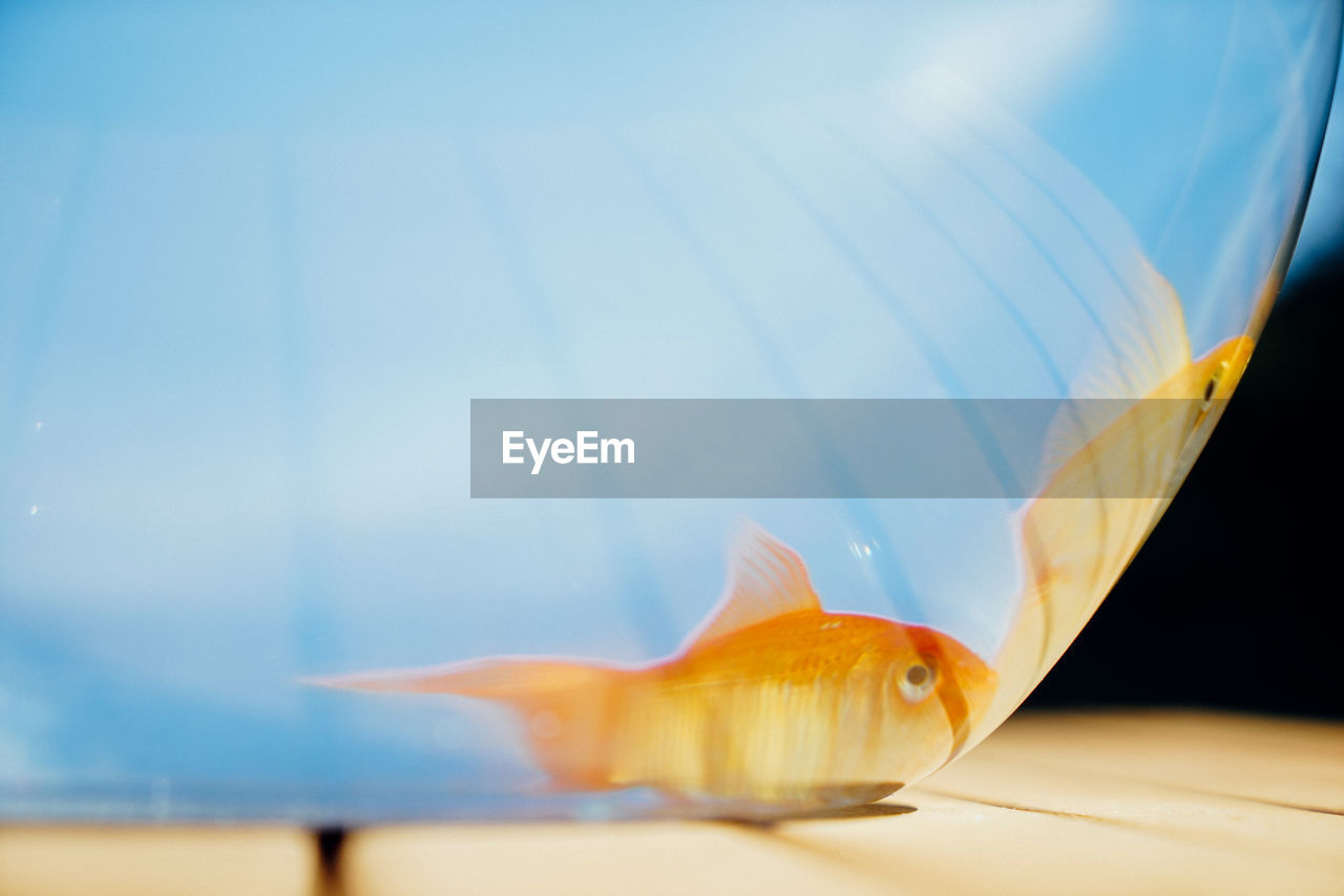 CLOSE-UP OF FISH IN SEA