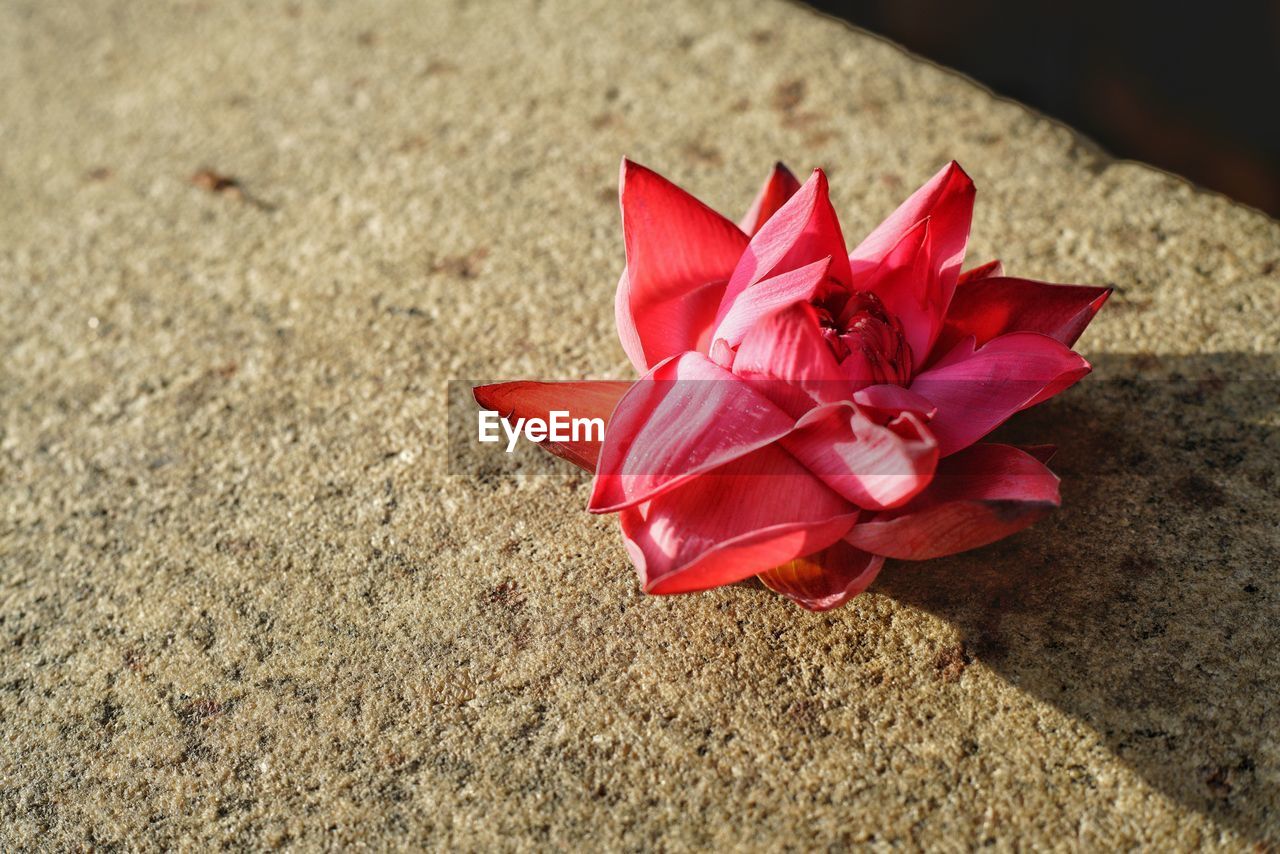 CLOSE-UP HIGH ANGLE VIEW OF A FLOWER WITH RED PETALS
