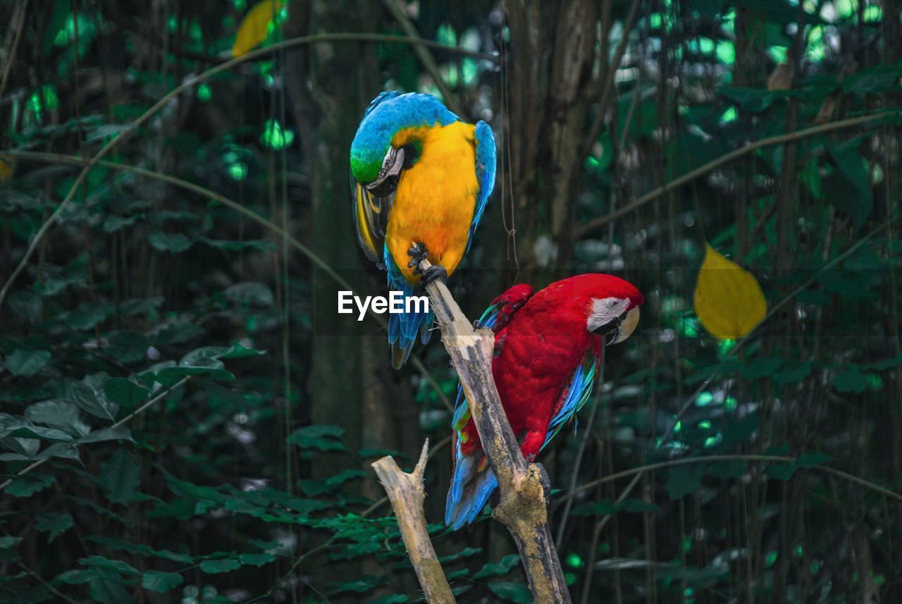A pair of macaws perching on branch