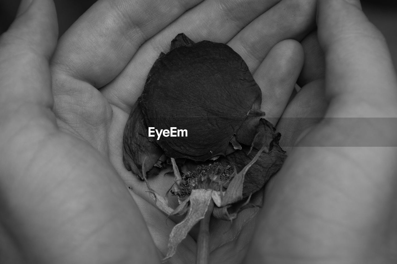 CLOSE-UP OF HUMAN HAND HOLDING CRAB ON LEAF