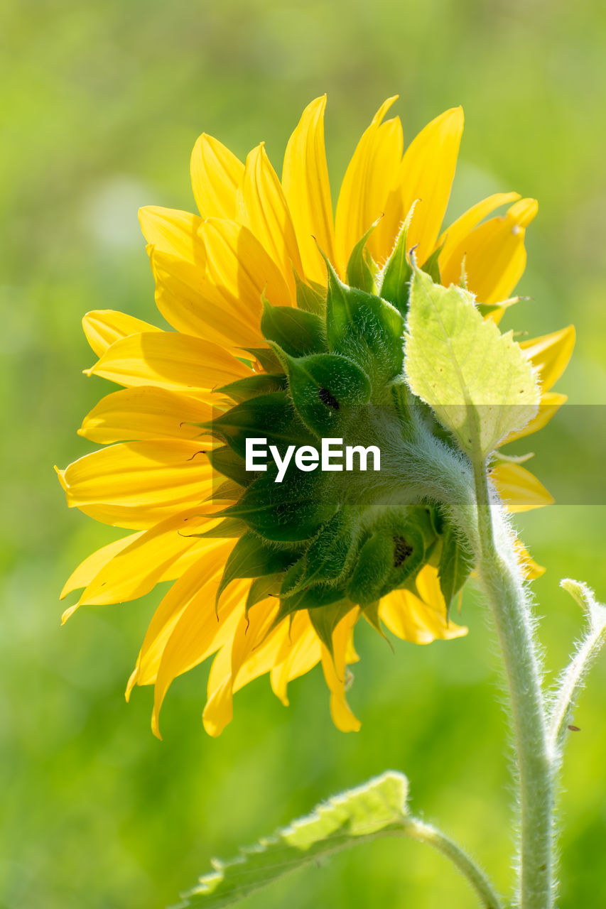 CLOSE-UP OF YELLOW BUTTERFLY POLLINATING ON FLOWER