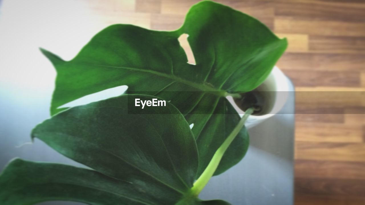CLOSE-UP OF GREEN PLANT GROWING