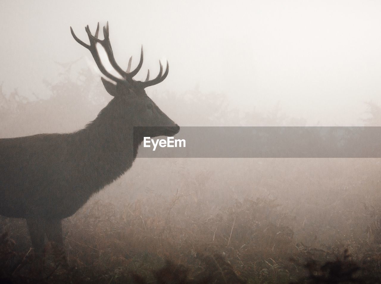 animal, animal themes, fog, animal wildlife, mammal, deer, wildlife, one animal, nature, antler, no people, plant, tree, reindeer, silhouette, outdoors, land, winter, day, side view, environment, morning, forest, elk, beauty in nature, domestic animals, standing, landscape, sky