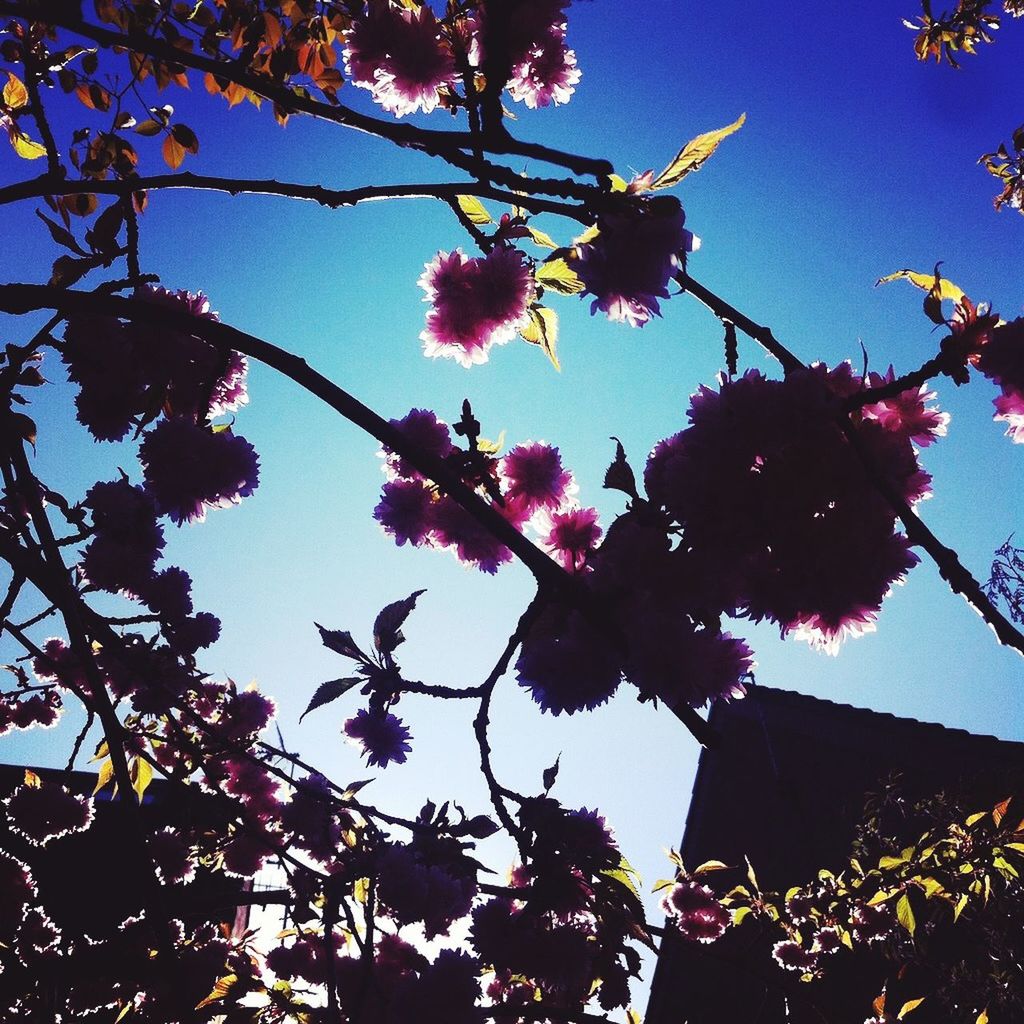 Low angle view of flowers on tree branch