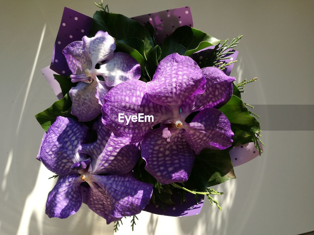 CLOSE-UP OF FRESH PURPLE FLOWERS