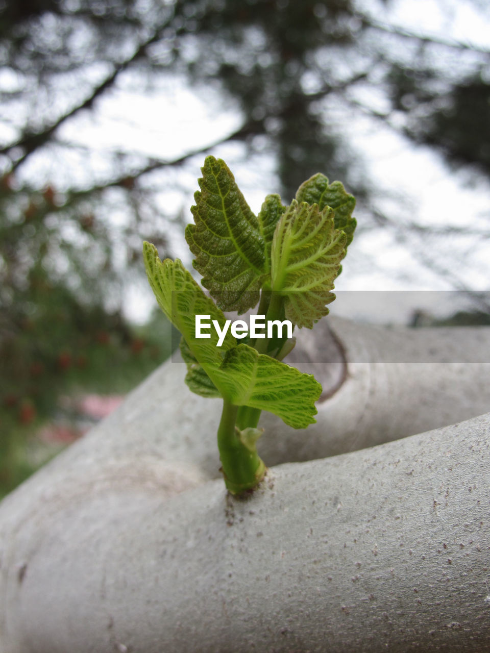 CLOSE-UP OF FRESH GREEN LEAVES